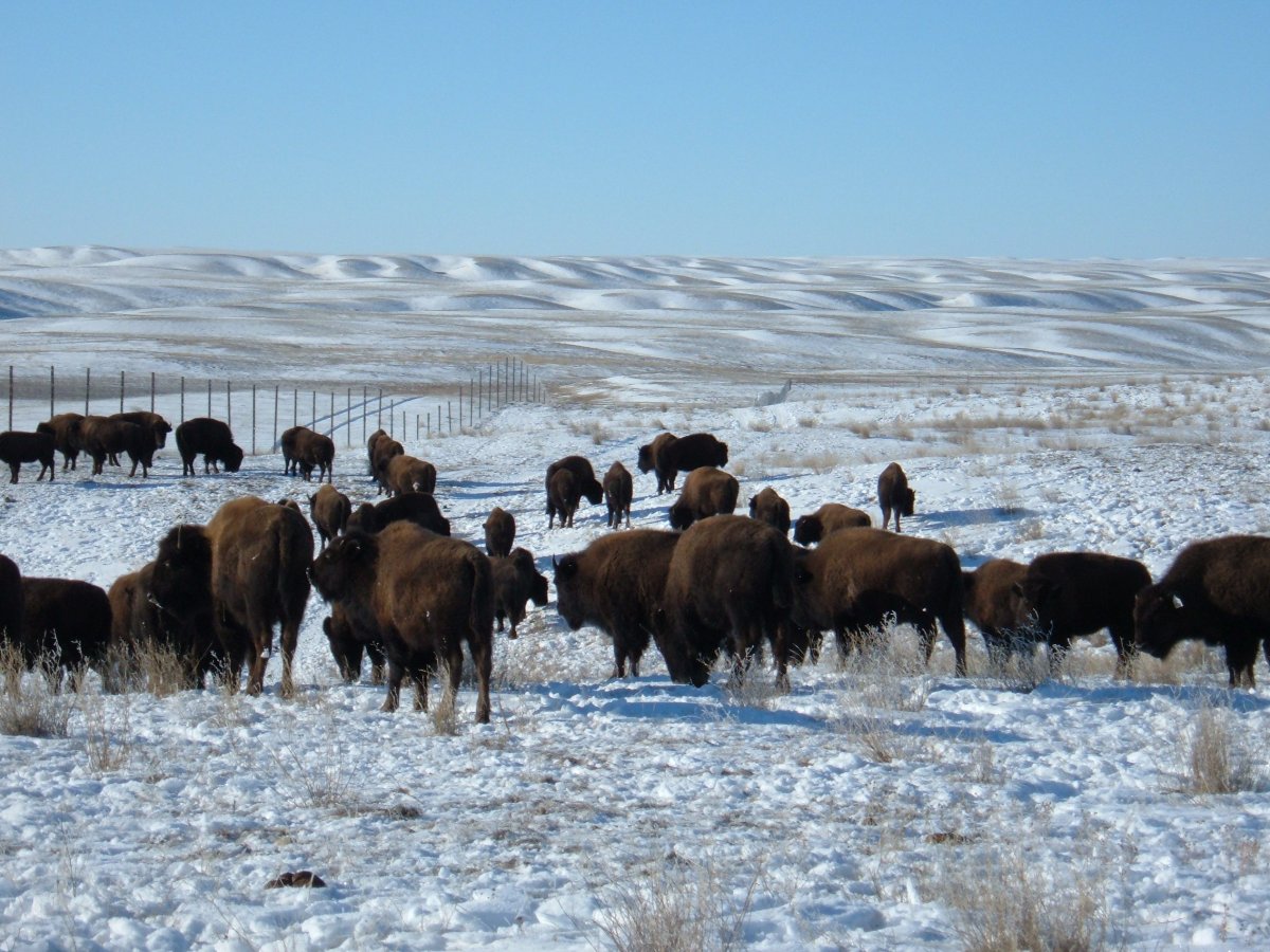 Parks Canada relocating 40 plains bison to Key First Nation Treaty 4 - image