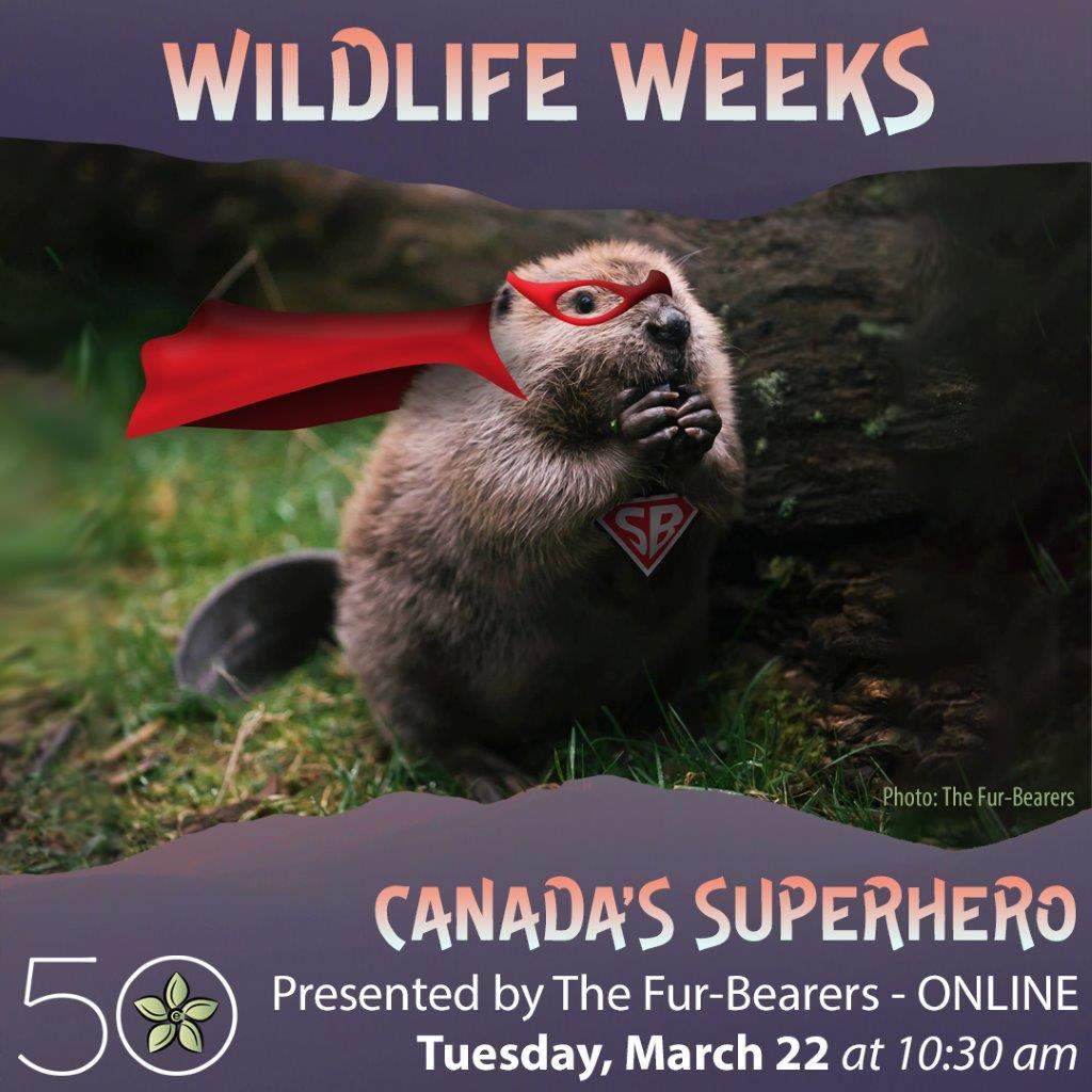 Canada’s Environmental Superhero: the Beaver! – Wildlife Weeks with the Ecology Centre - image