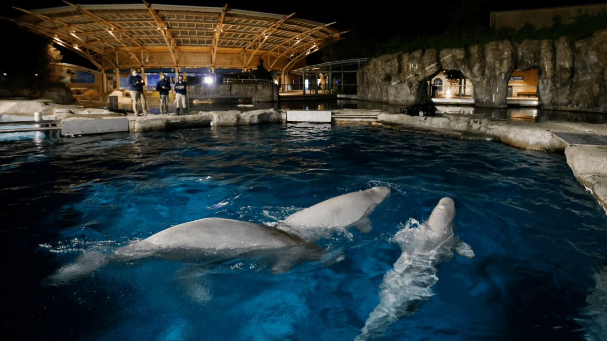 Three beluga whales swim together in an acclimation pool after arriving at Mystic Aquarium, Friday, May 14, 2021 in Mystic, Conn. The whales were among five imported to Mystic Aquarium from Canada for research on the endangered mammals. The aquarium is announcing that it will be auctioning off the names of three of the new belugas to raise money for their care.