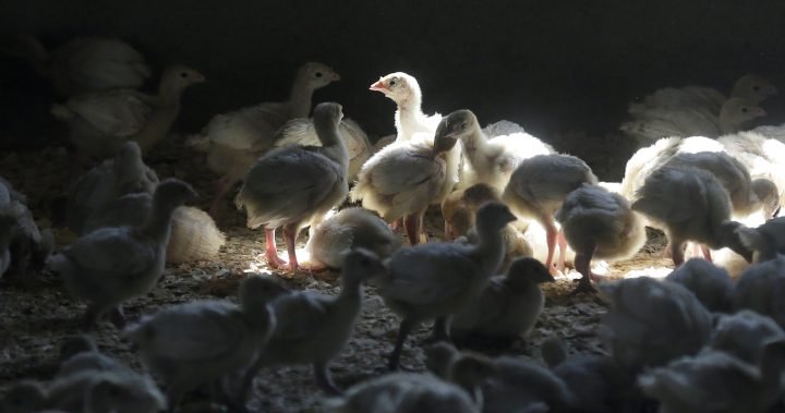 Bird flu fears rise in U.S. after Indiana turkey flock infected