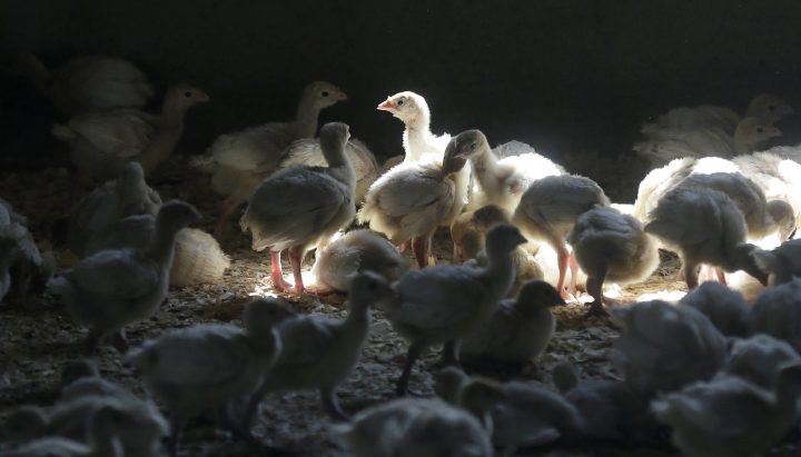 FILE - A flock of young turkeys stand in a barn at the Moline family turkey farm after the Mason, Iowa farm was restocked on Aug. 10, 2015. 