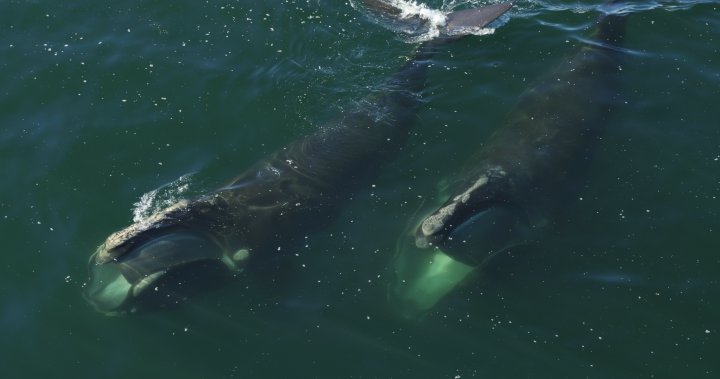 New documentary hopes to bring plight of North Atlantic right whale to wider audience