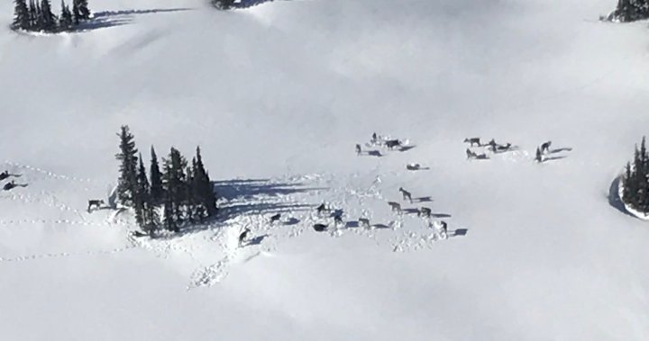 2 Albertans fined for snowmobiling in protected caribou area: B.C. Conservation Officer Service