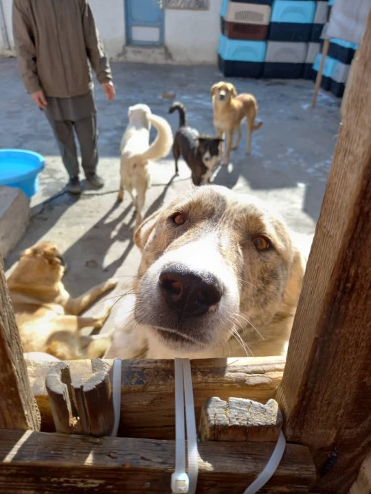 ‘Mission possible’ The fivemonth operation to rescue dogs and cats