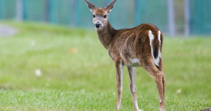 Omicron infection in U.S. deer raises concern about new COVID-19 variants