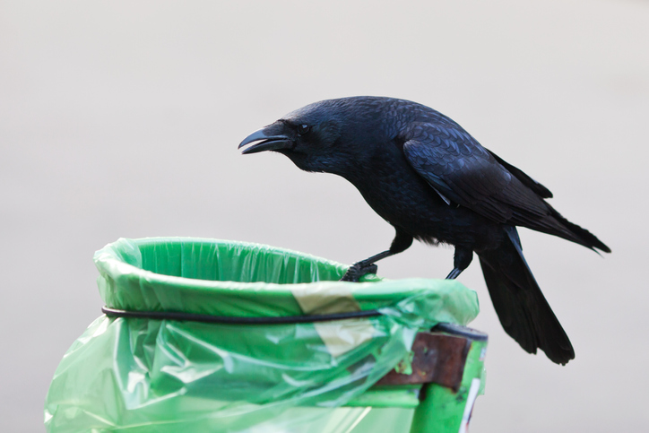A crow sits on a garbage can in this file photo.