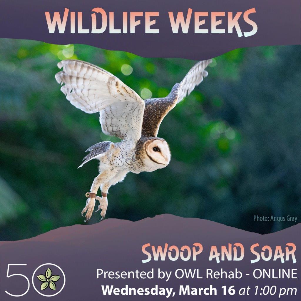 Swoop and Soar – Wildlife Weeks with the Ecology Centre - image