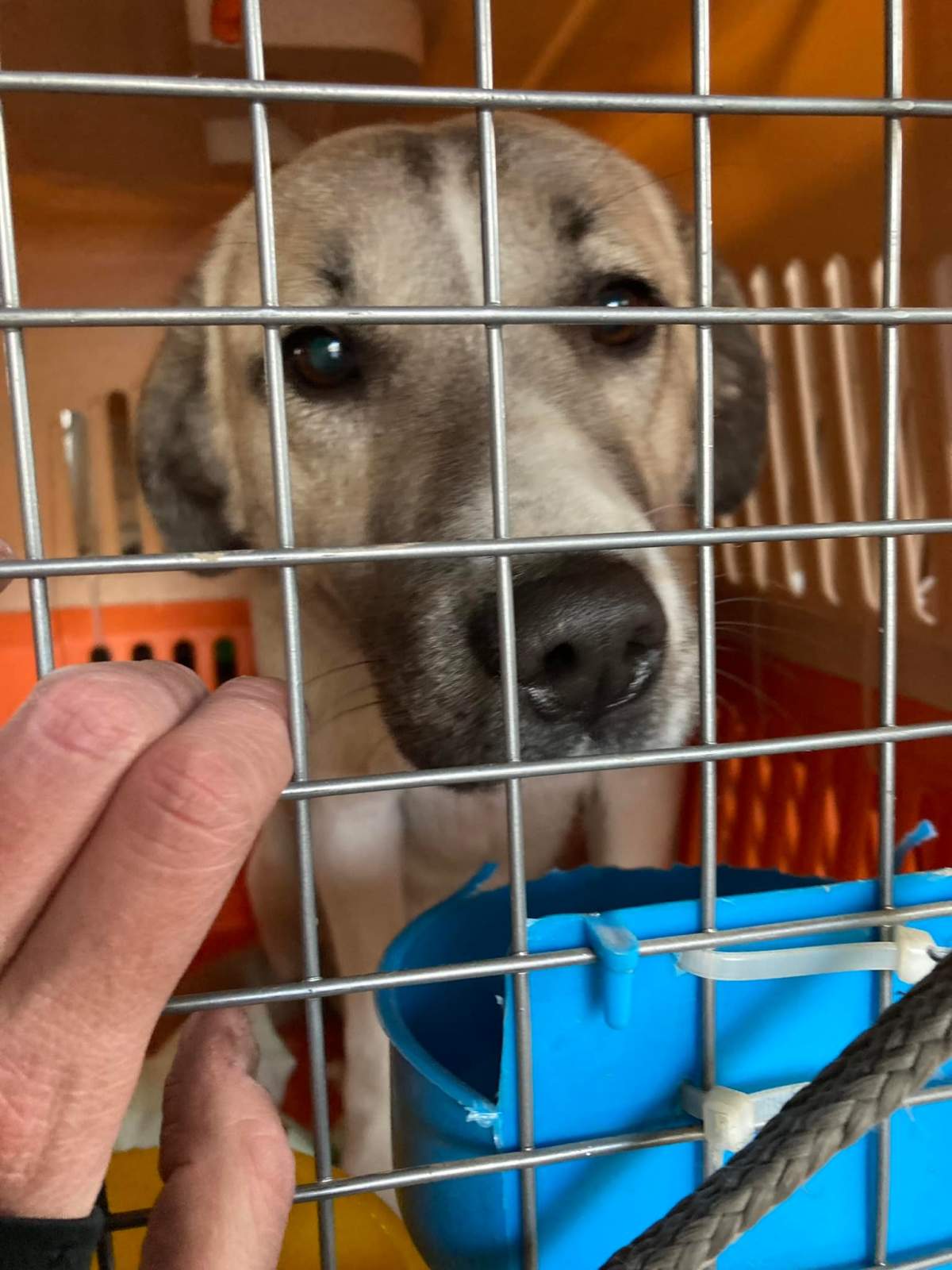 Afghan animal rescue