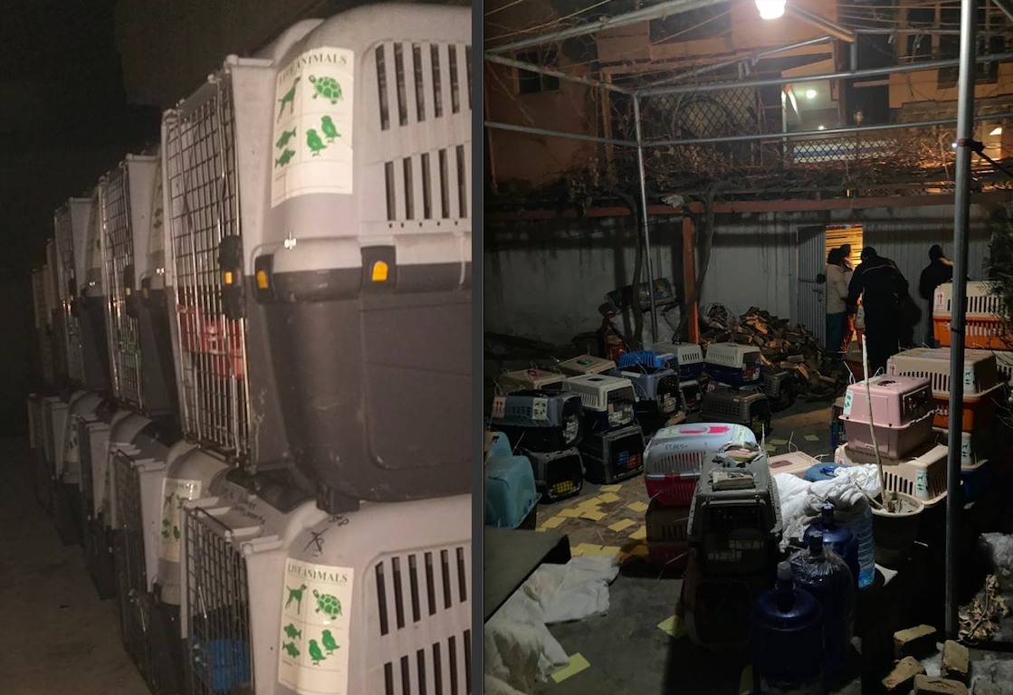 Afghan animal rescue