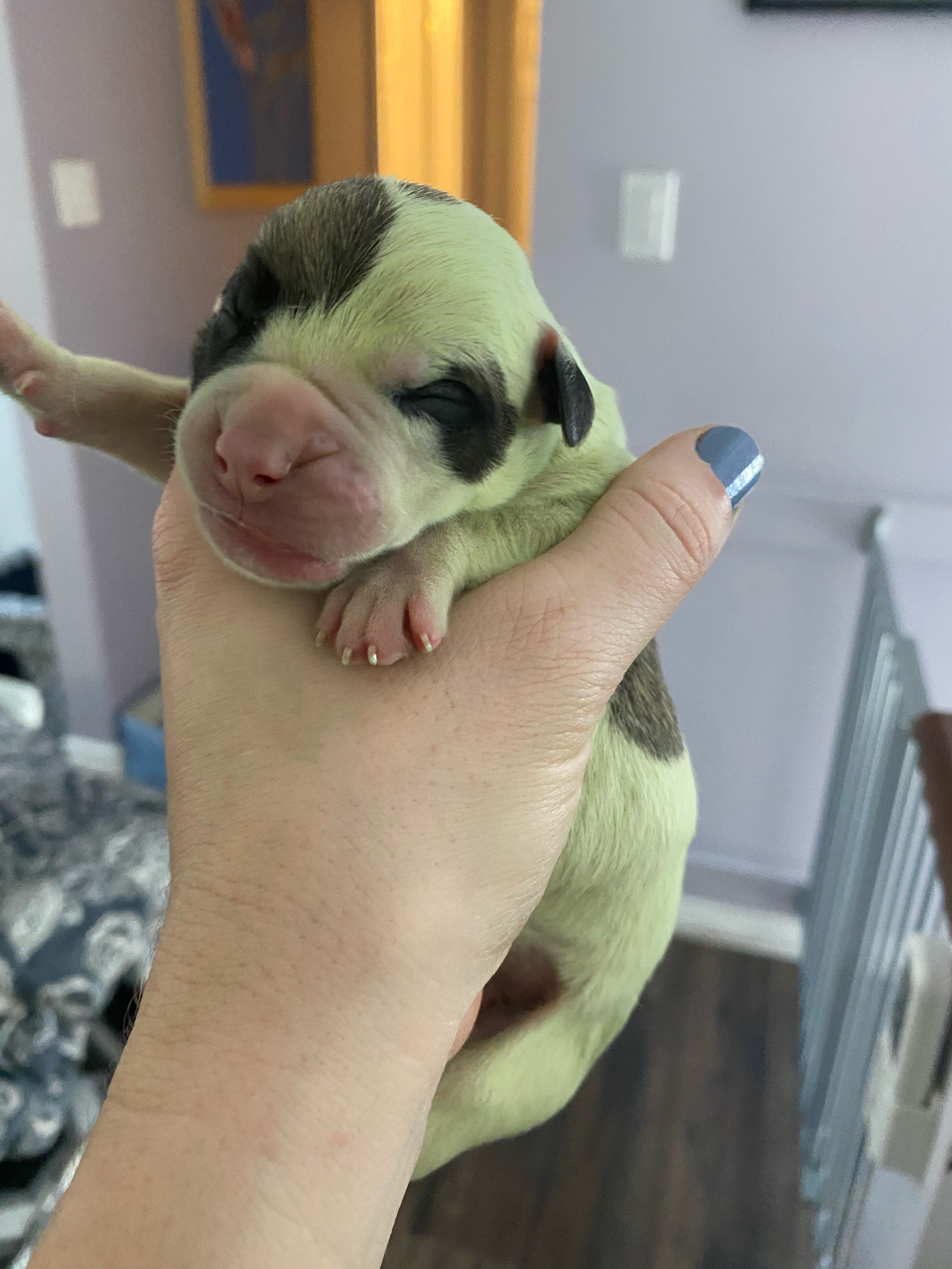 puppy that was born green