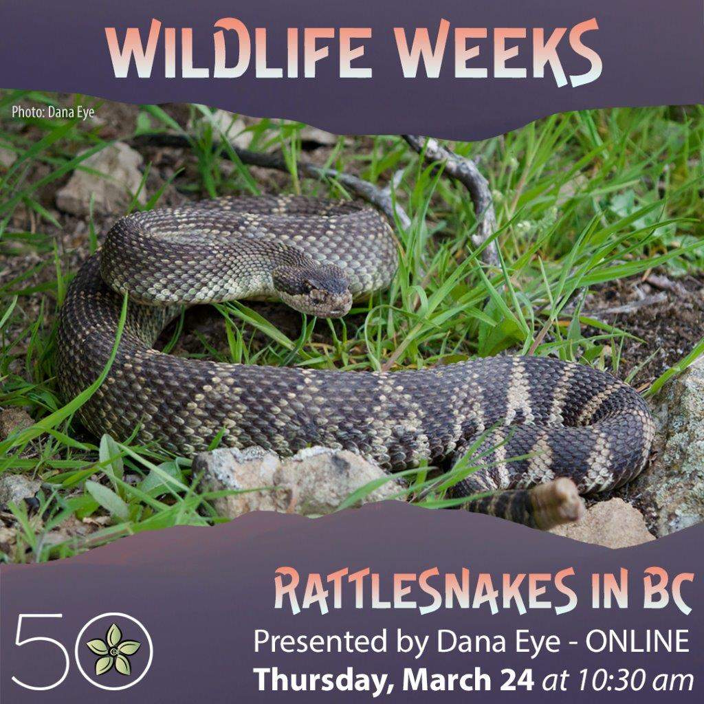 Rattlesnakes in BC – Wildlife Weeks with the Ecology Centre - image