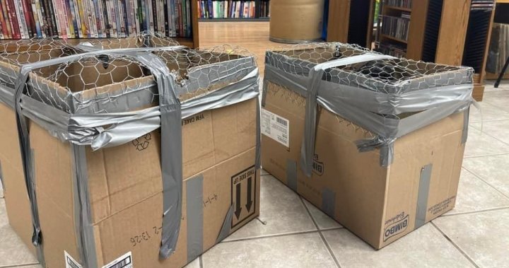2 boxes of kittens dropped off at Okanagan animal sanctuary