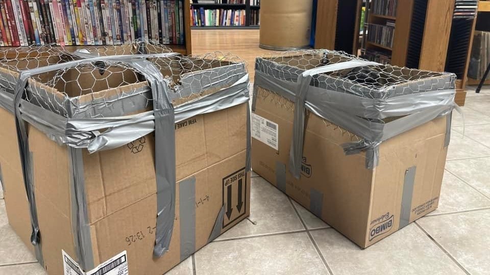 A photo showing the two boxes of kittens that were dropped off at Critteraid in Summerland, B.C.