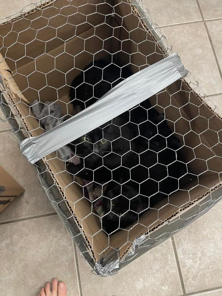 A photo showing kittens inside one of the two boxes.