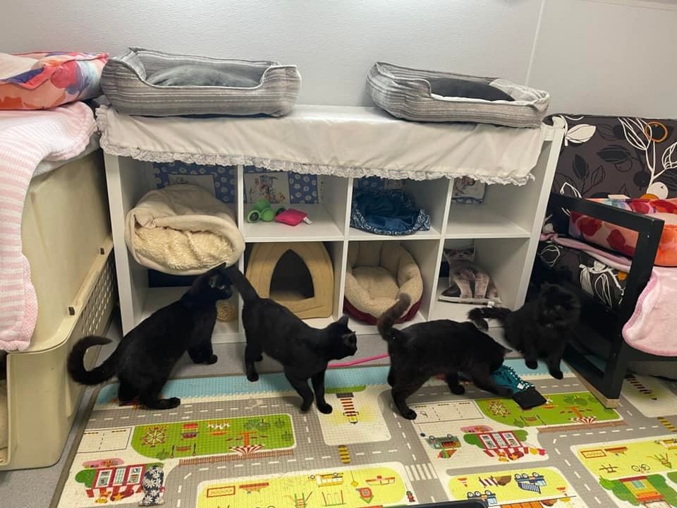 The kittens, at play at Critteraid in Summerland, after being medically checked.