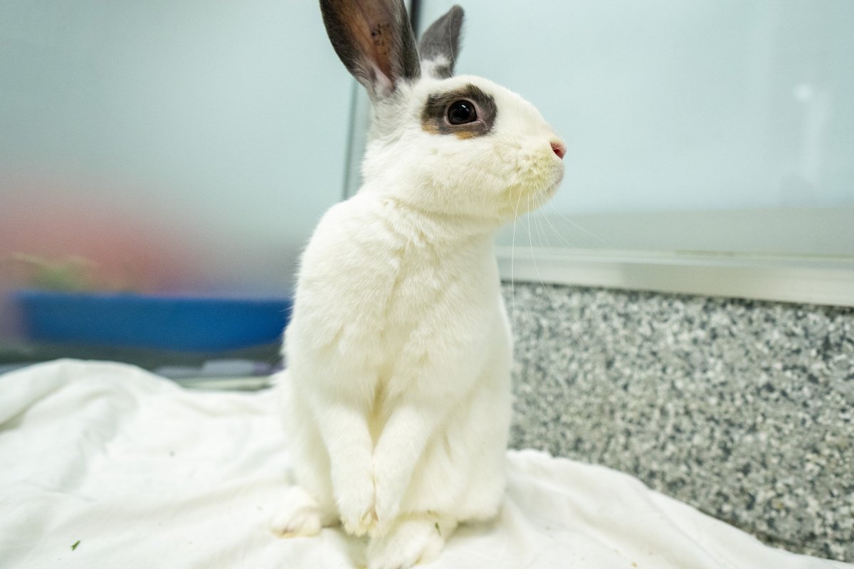 The Calgary Humane Society says it's reached its rabbit capacity and is holding an adoption event Feb. 17, 2022. 
