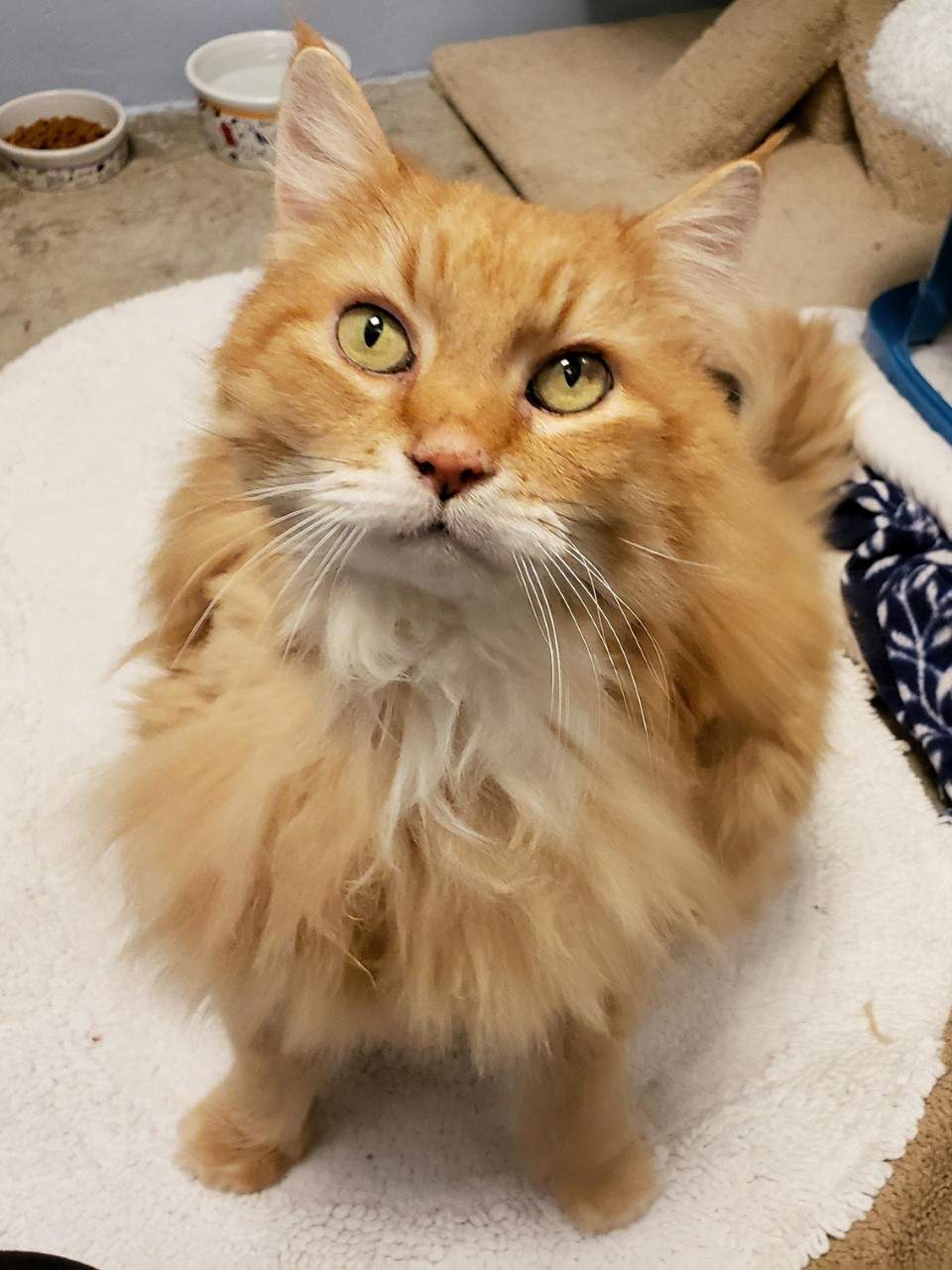 Missing for three years, B.C. cat to be reunited with owner in Ontario - image