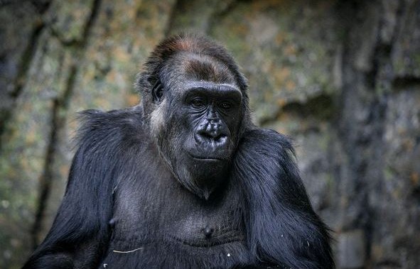 Visitors to Calgary’s zoo asked to keep masking to protect pregnant gorilla