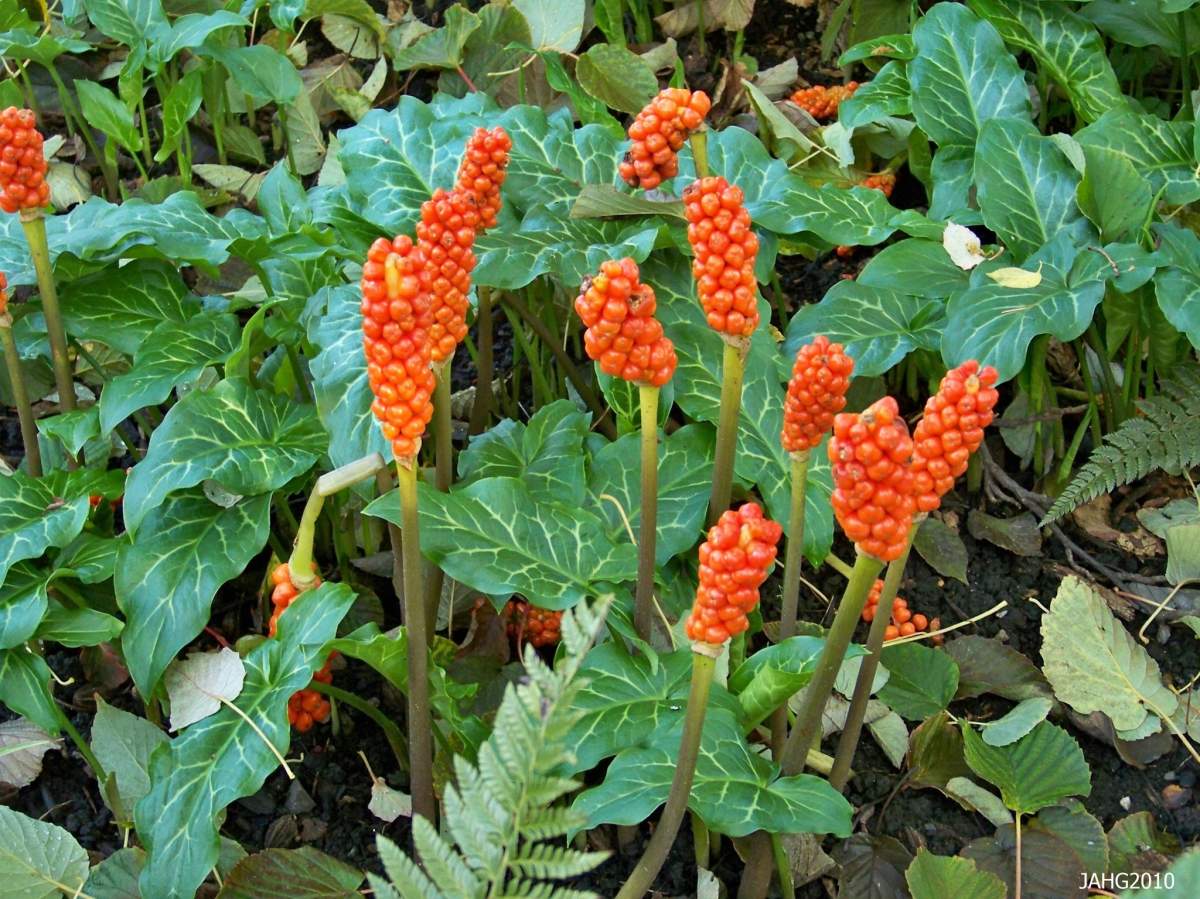 A picture of Italian arum
