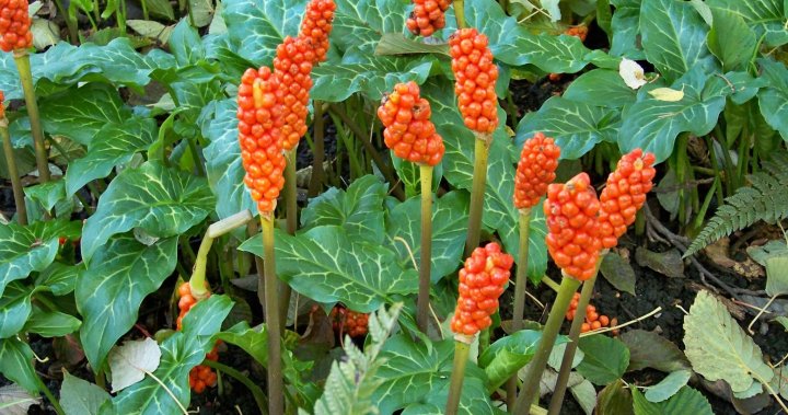 Greater Victoria residents warned of poisonous invasive plant spreading from Washington state