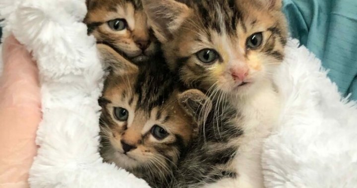 Three kittens found abandoned in Vancouver dumpster in need of a home