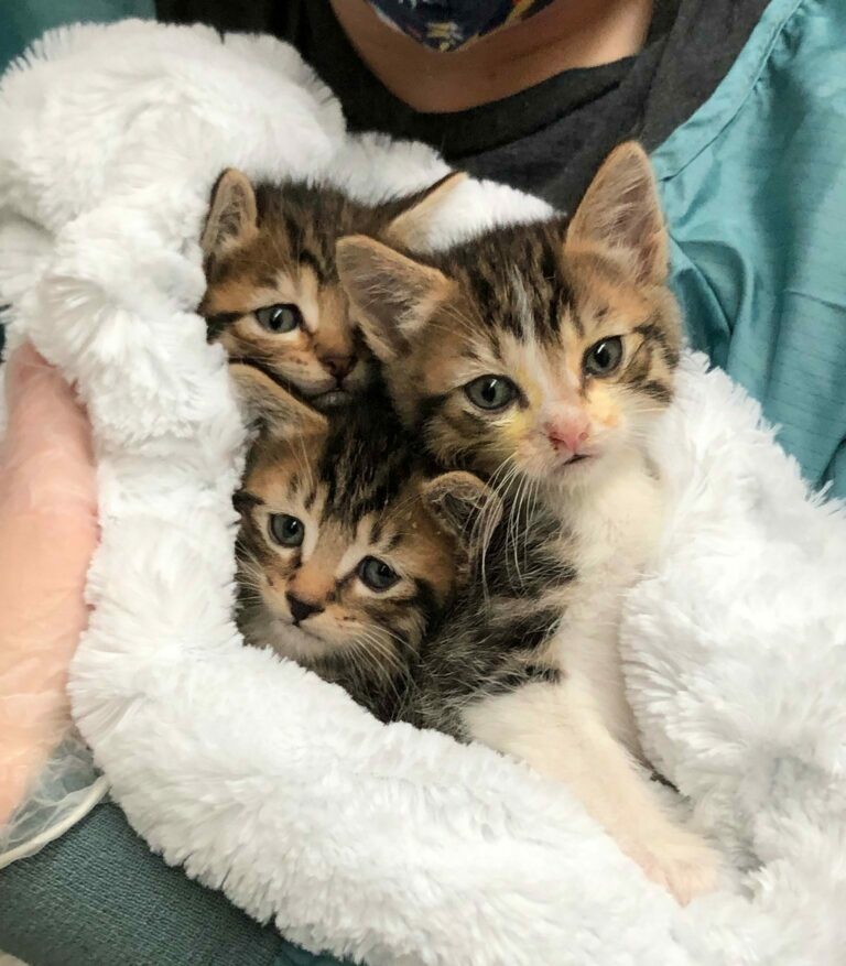 File photo of three rescued kittens from the BC SPCA.