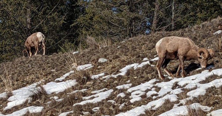 Jasper park wardens investigate suspected poaching after two bighorn found headless