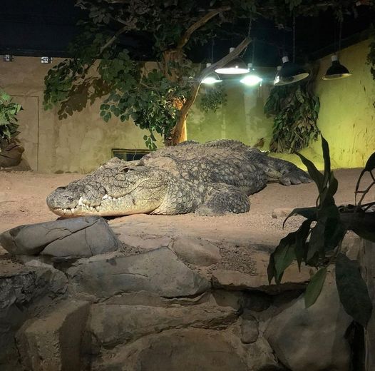 reptilia vaughan crocodile