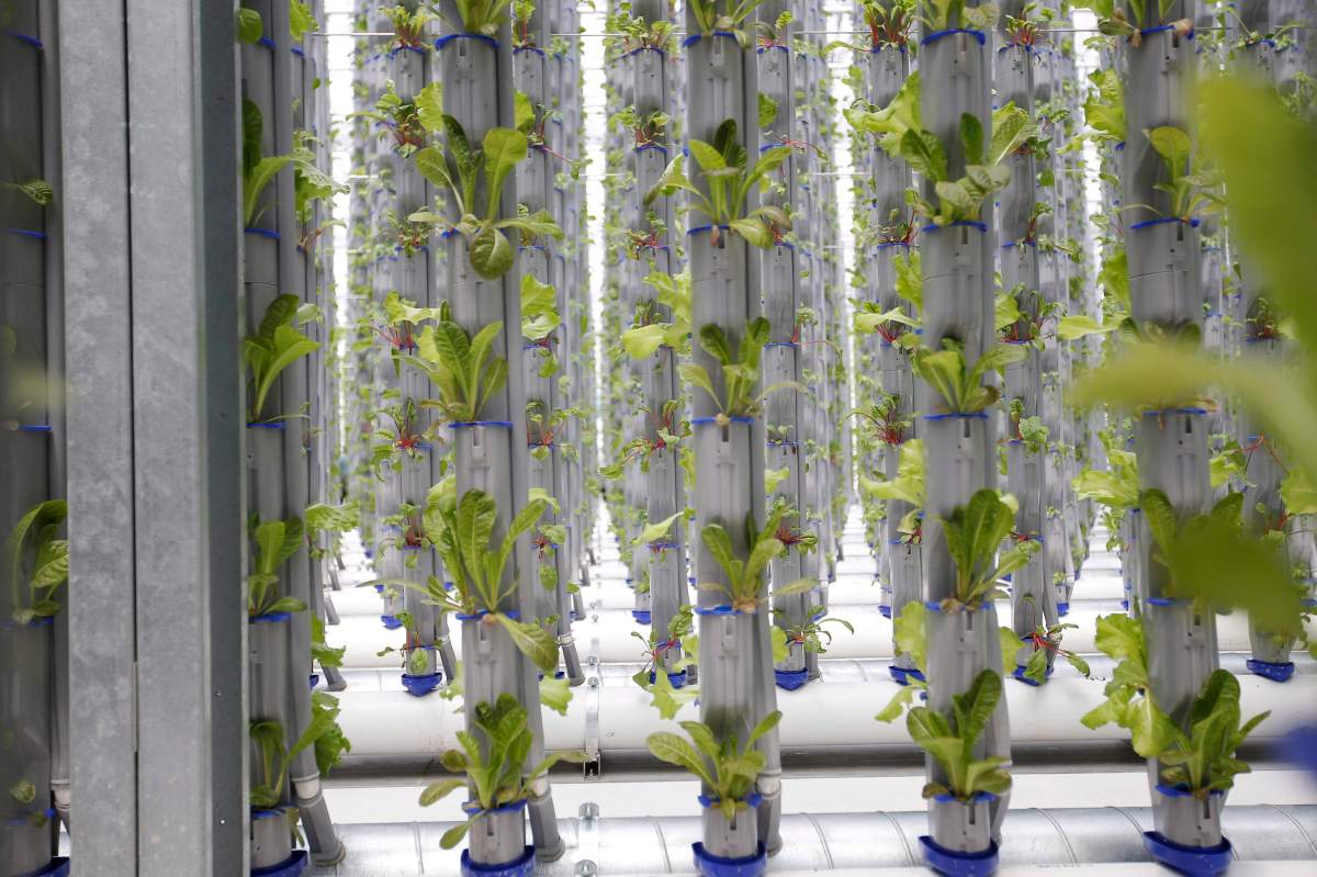Rows of romaine lettuce grow at Eden Green Technology's vertical farm on Wednesday, June 27, 2018, in Cleburne, Texas. 