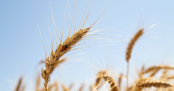 Wheat prices soar on concerns of Russia-Ukraine war, drought