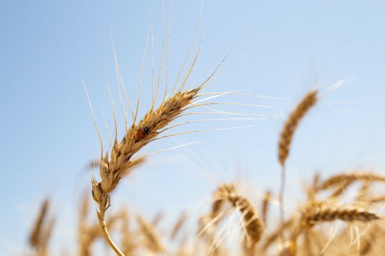 Wheat harvest in Lugansk Region, Ukraine