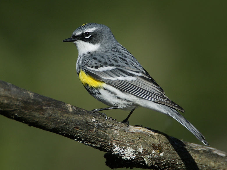 Bird Identification Certificate Program (VARC’s and VanDusen’s online series) - image