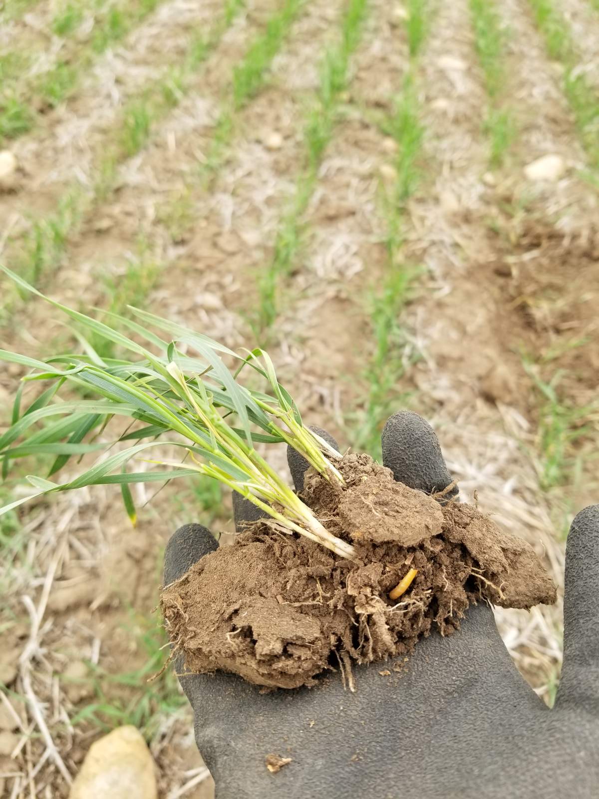 wireworm damage