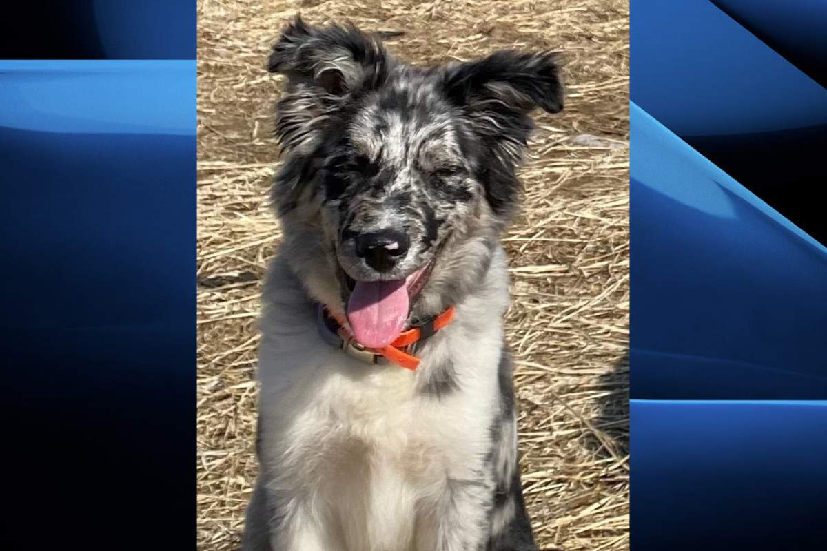 OPP investigating puppy theft from yard of Norfolk County home - image