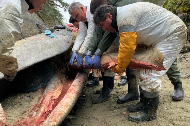 Rare fin whale found dead on B.C. beach, apparent victim of blunt force trauma
