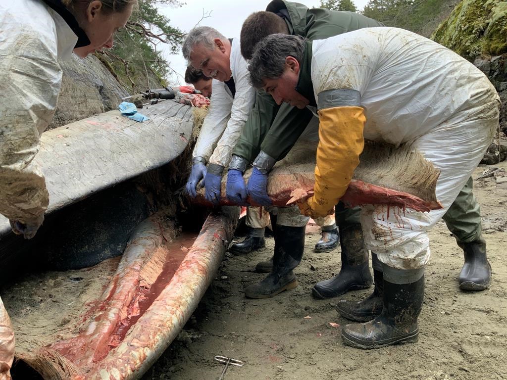 Department of Fisheries and Oceans Marine Mammal Response Team members remove baleen from a dead fin whale as they perform a necropsy at Pender Harbour, B.C., in a March 20, 2022, handout photo. The head veterinarian at the Ocean Wise Marine Mammal Centre and the Vancouver Aquarium says it is concerning when such rare animals die because it affects the population. THE CANADIAN PRESS/HO-DFO, Paul Cottrell, *MANDATORY CREDIT*.