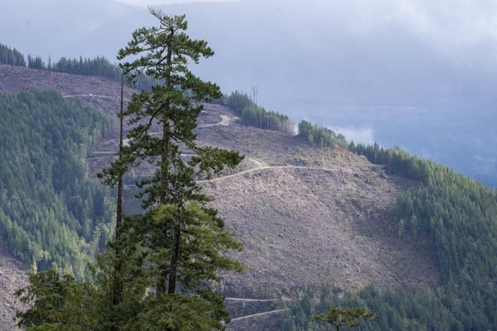 B.C. increasing forestry revenue-sharing with First Nations