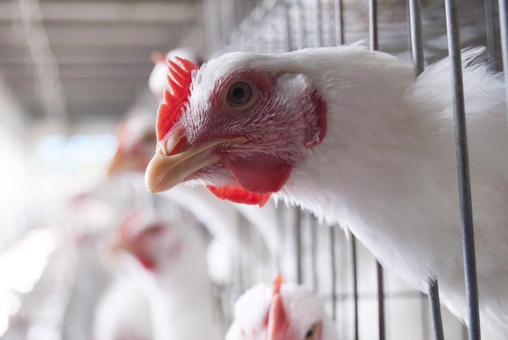 Chickens are shown at an egg-laying chicken farm in Amritsar, India on April 17, 2018.