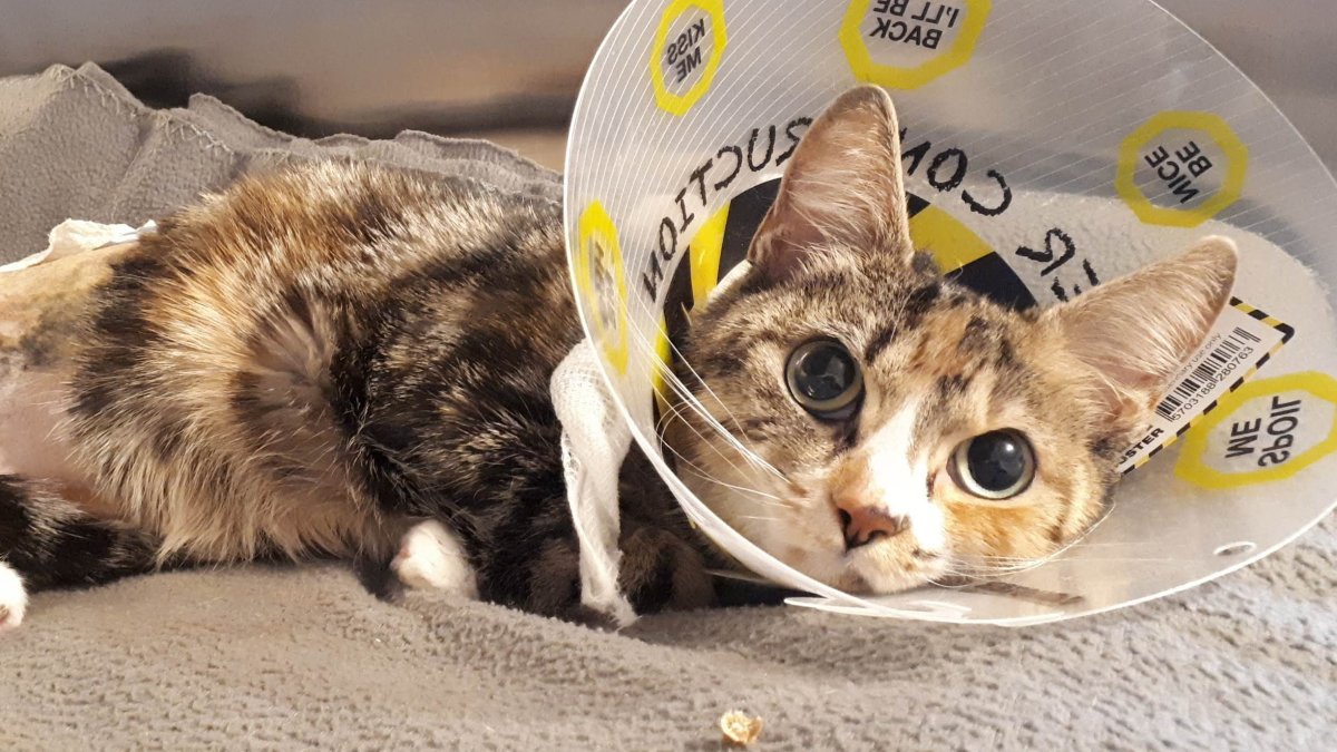 The BC SPCA says Destiny, a calico cat, suffered a broken leg after falling from a balcony in January. 