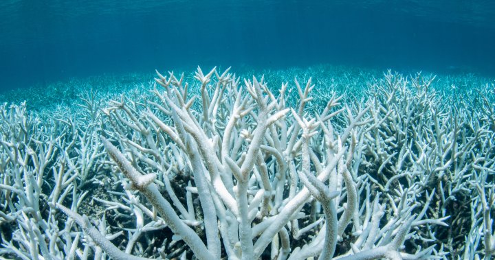 Staghorn Coral, Great Barrier Reef, Australia
