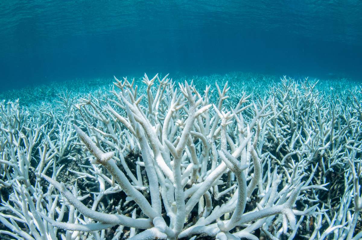 A field of stag-horn coral bleached white on the Great Barrier Reef during a mass bleaching event.