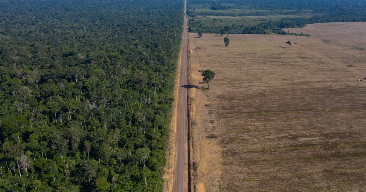 Deforestation of Amazon rainforest hits record highs at start of 2022, says Brazil