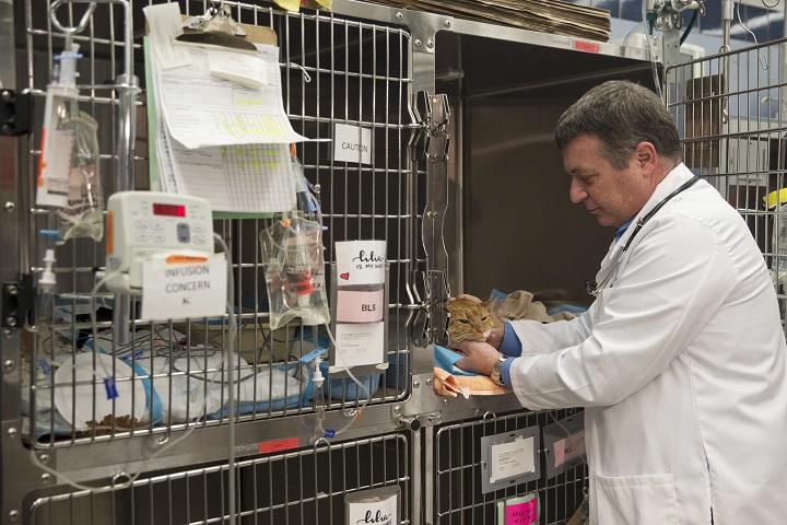 In this Friday, May 20, 2016, file photo, Dr. Richard Goldstein, chief medical officer at the Animal Medical Center, checks on one of his patients.