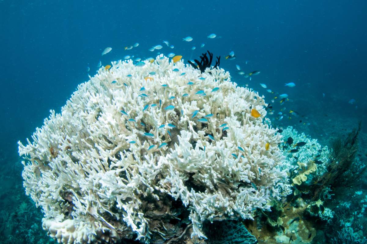 Branching fire coral with live sea life that is completely bleached during the 2017 coral bleaching event on the Great Barrier Reef.