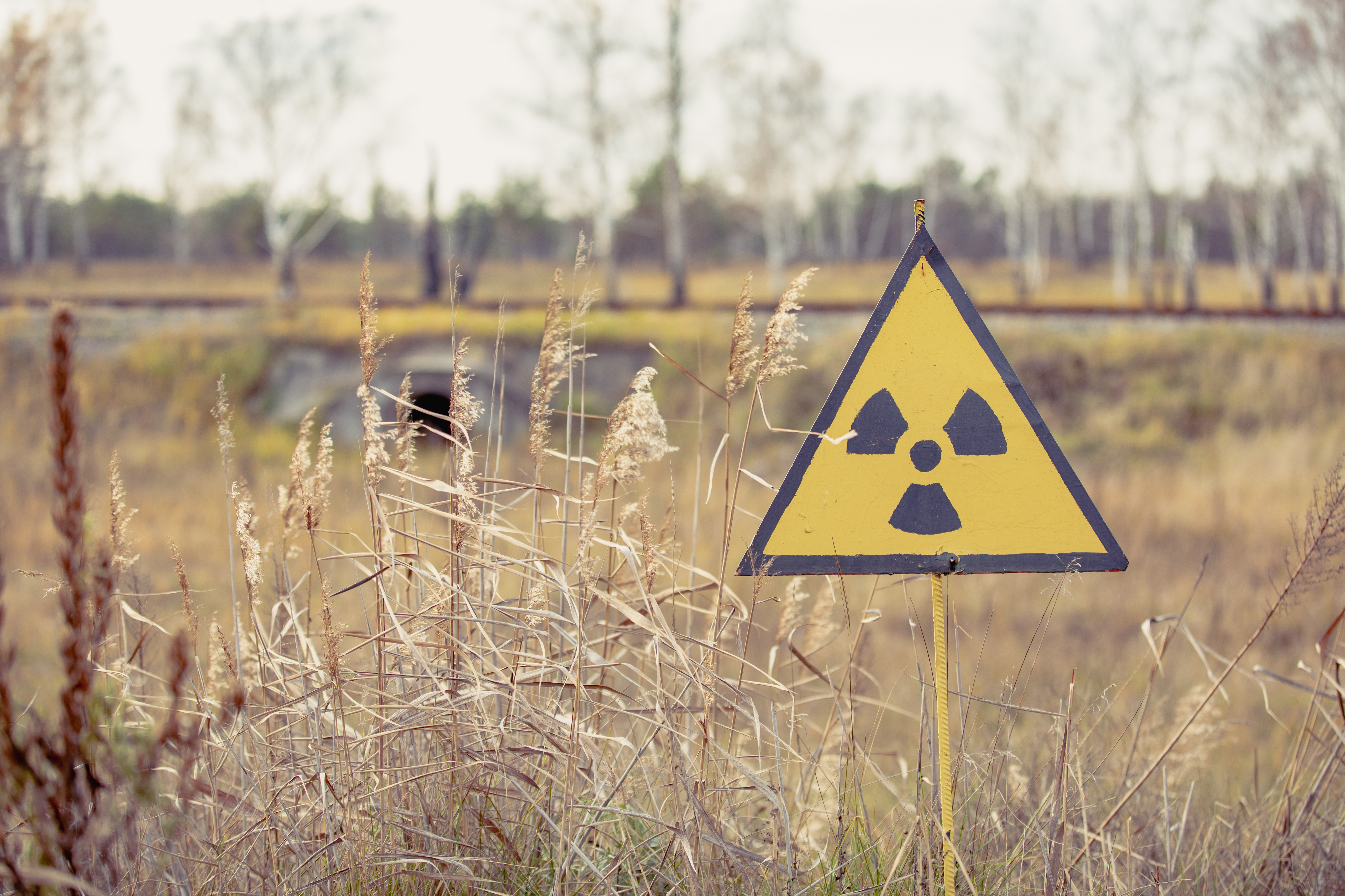 Russian Soldiers Disturbed Radioactive Dust In Chornobyl’s ‘Red Forest ...