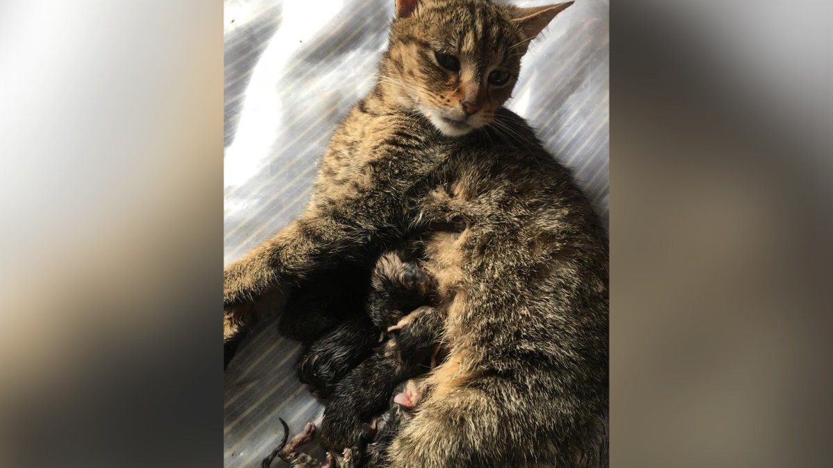 Boundary Helping Hands Feline Rescue Society in Grand Forks, B.C., says two of three pregnant cats it took in last week gave birth to a dozen kittens on Saturday.