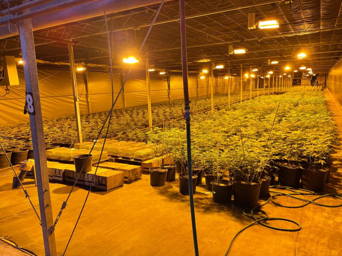 Leamington Cannabis Bust