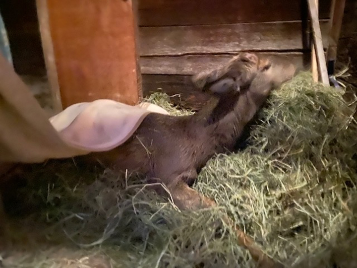 The deer lying on a bed of hay, and covered with blankets, after being pulled from the Kettle River on Monday afternoon.