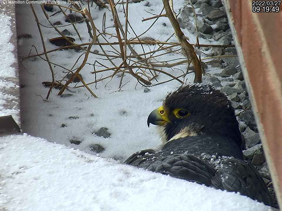 McKeever, the Peregrine Falcon nesting atop the Sheraton Hotel, has laid her first eggs. 