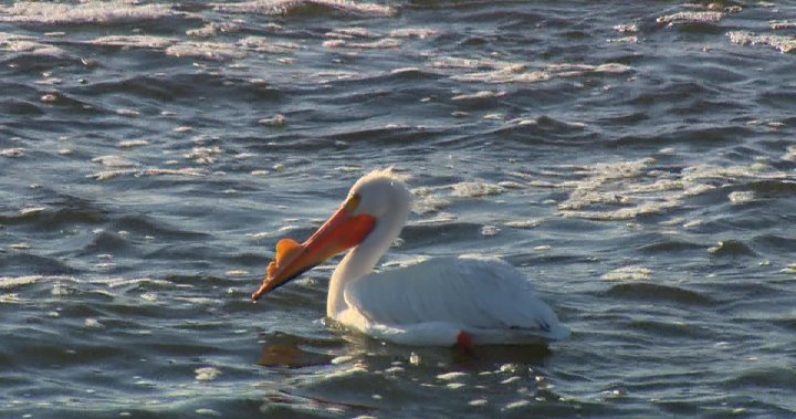 Meewasin Valley Authority awaits return of pelicans to the South Saskatchewan River